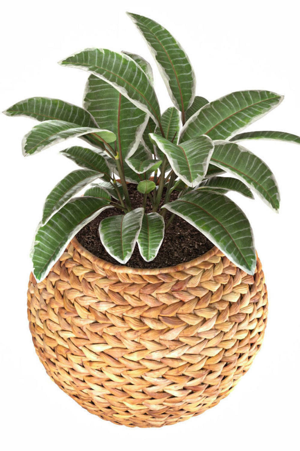 Heritage Cane Woven Planter