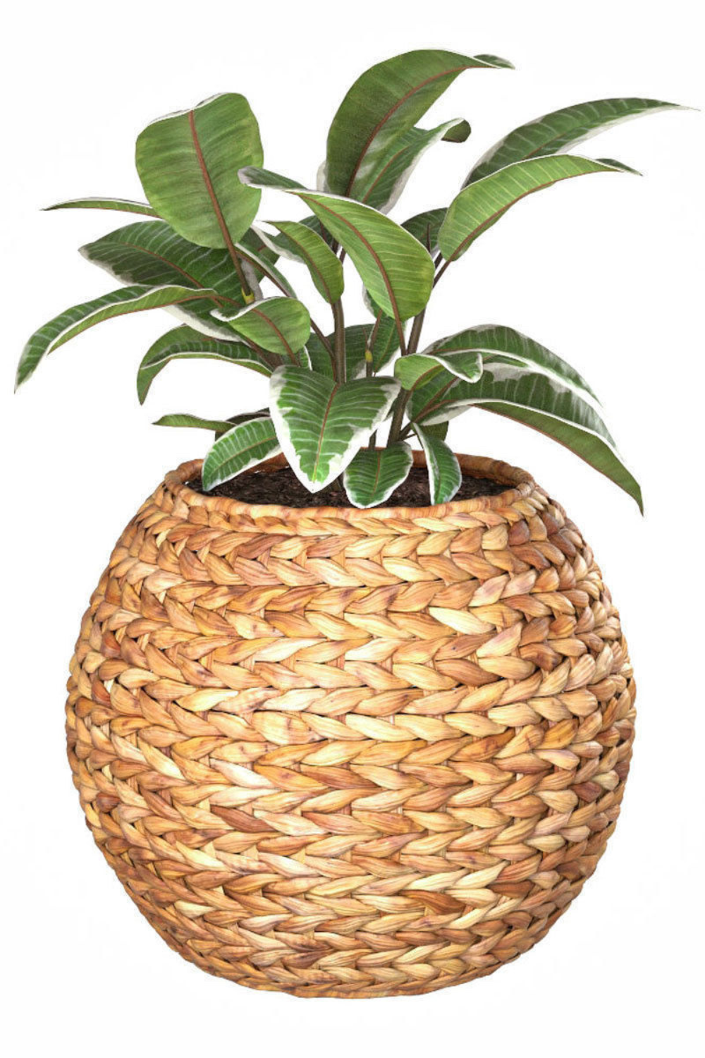 Heritage Cane Woven Planter showcasing handcrafted elegance for plants.